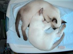 kittens - 071007 54